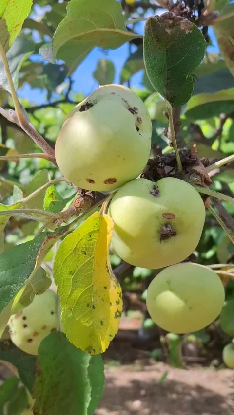 Homegrown apples Stock-Footage 344480031
