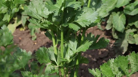 Homegrown celery in vegetable garden, aromatic herb, culinary herb Stock Footage 40668901