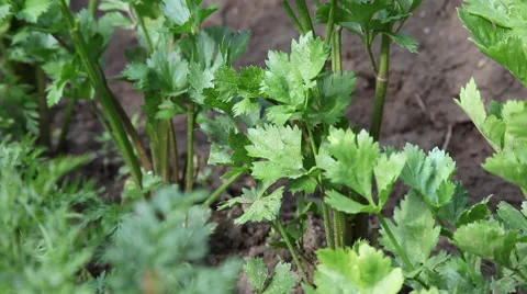 Homegrown celery in vegetable garden, aromatic herb, culinary herb Stock Footage 40668979