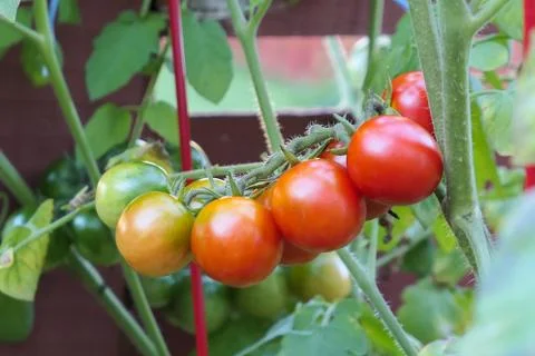 Homegrown cherry tomatoes on the plant Stock Photos