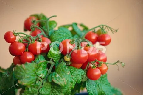 Homegrown cherry tomatoes in a pot Stock Photos