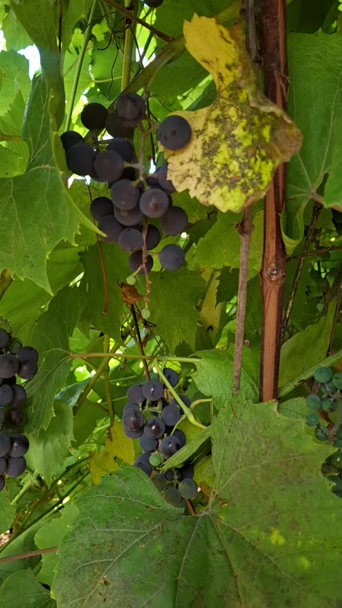 Homegrown grapes Stock-Footage 344480030
