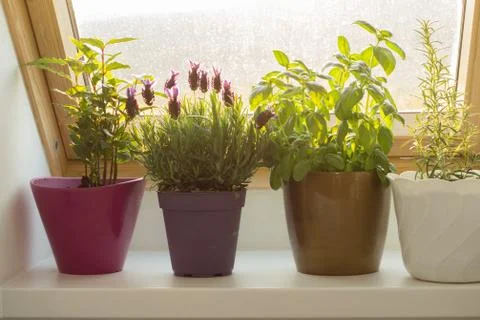 Homegrown herbs Stock Photos