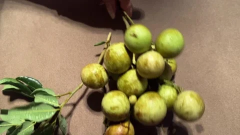 Homegrown Longan Fruit 스톡 동영상 253841892