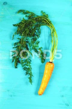 Homegrown organic young carrot with tops Stock Photos