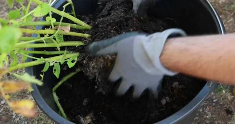 Homegrown potatoes in the bucket Stock Footage 202223361