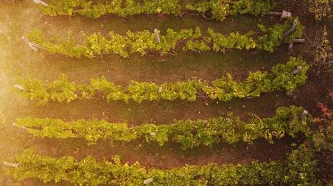 Homegrown small vine rows in fall season with sunlight Stock Photos