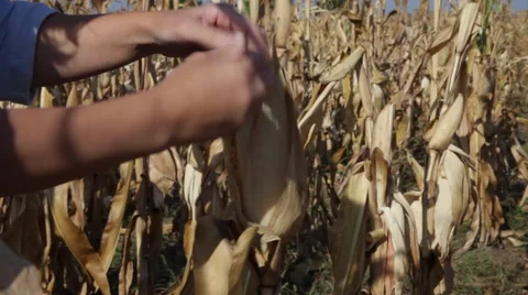 Homegrown sweet corn, cornfield yield, harvesting grain, farmer's hands Stock Footage 42133719