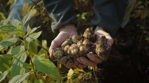 Homegrown vegetables. Stock Footage 97455596