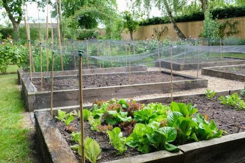 Homegrown vegetables, vegetable patch in a garden, UK Stock Photos