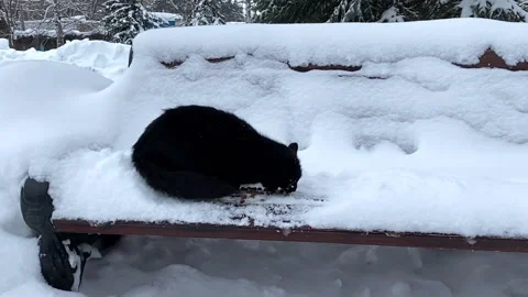 Homeless black cat eats cat food on a snow-covered park bench in winter. video Video stock 168948639