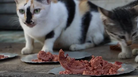 Homeless cat eating Stock Footage 283243579