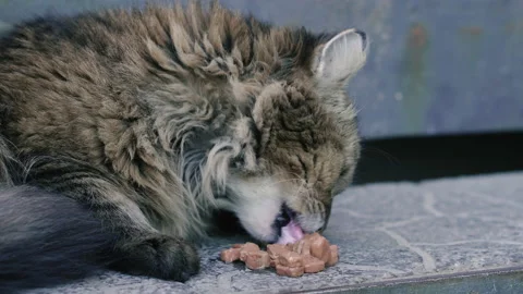 Homeless cat eats cat food. Close-up. Stock Footage 152169104