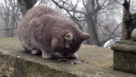 A homeless cat eats dry food in a city park Stock Footage 195841546