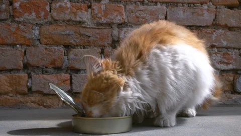 A homeless cat eats a fish Video stock 129030719