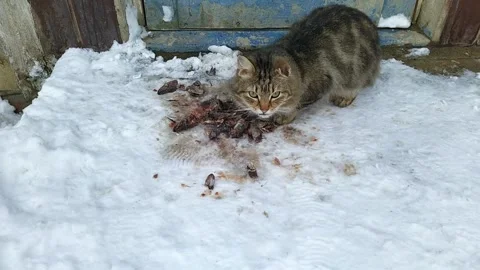 Homeless cat eats fish on the street in winter Stock Footage 169763643