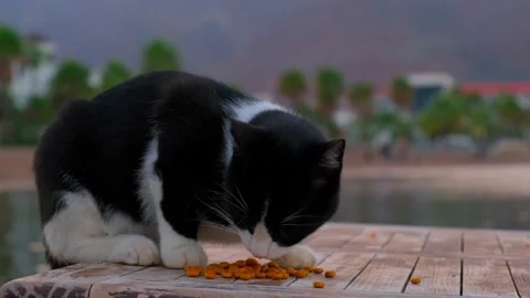 A homeless cat eats food Stock Footage 227044599