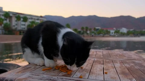 A homeless cat eats food Stock Footage 227045278