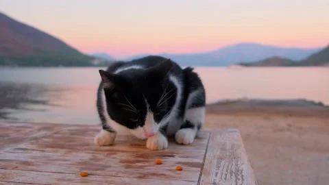 A homeless cat eats food Stock Footage 227045732