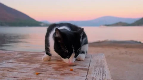 A homeless cat eats food Stock Footage 227046482