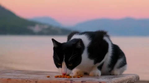 A homeless cat eats food Stock Footage 227047197