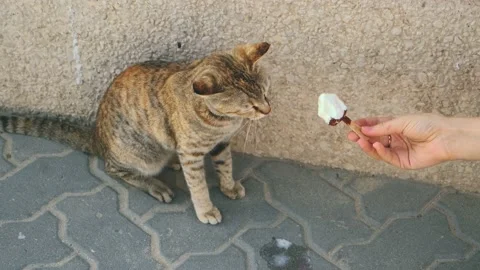 Homeless cat eats milk ice cream. Beautiful kitten sitting on gray sidewalk road Stock Footage 130512692