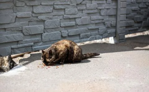 Homeless cat eats Stock Photos