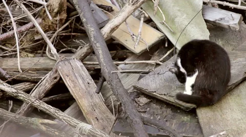 Homeless cat Video stock 34888088