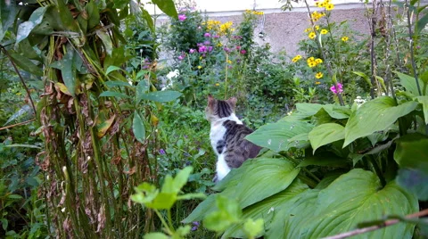 Homeless cat Stock Footage 68748835