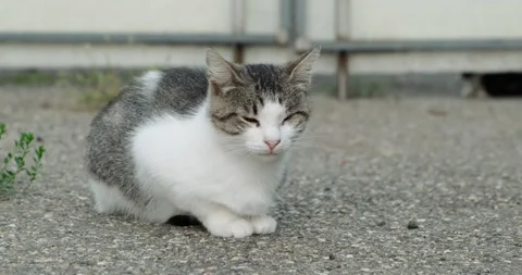 Homeless cat Stock Footage 140236679