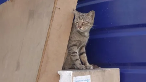 Homeless cat 動画素材 259128027