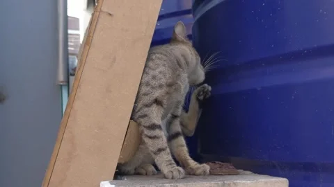Homeless cat Stock Footage 259128253