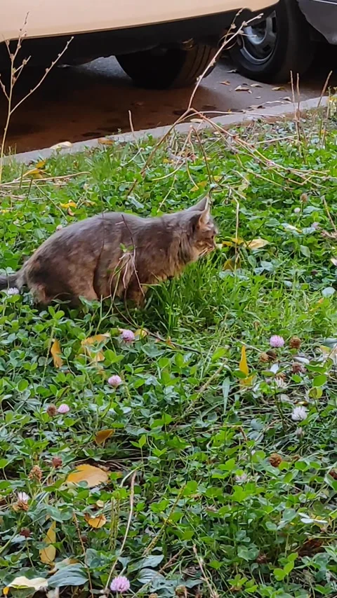 A homeless cat Stock Footage 288111087