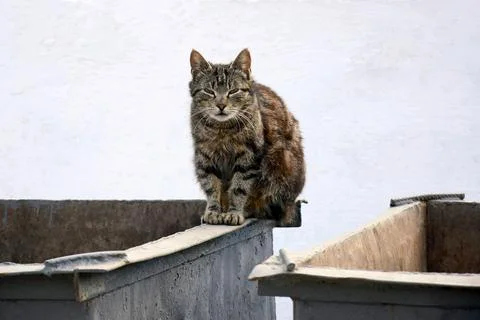 Homeless cat on the garbage container. One houseless cat on the street Stock-Fotos