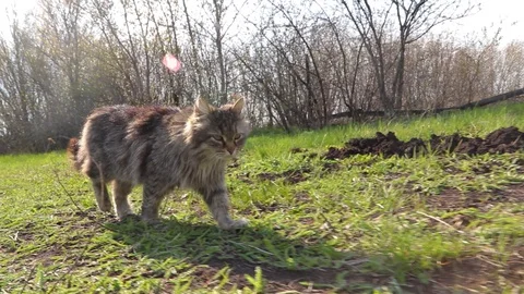 Homeless cat go through the grass in the garden Video stock 129744185