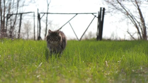 Homeless cat go through the grass in the garden Stock-Footage 129744223