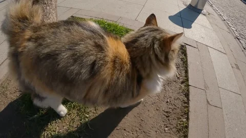 Homeless cat. Homeless animals pets. Stray cats on the street. Pets without a Video stock 330441663