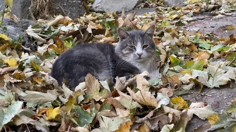 Homeless cat lying on fallen autumn leaves. Stock Footage 124258012