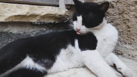 Homeless cat lying on stone step in Jaffa old city, Israel. Stock Footage 111761402