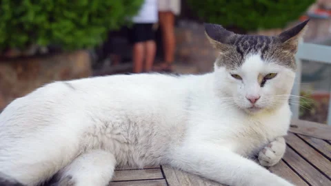 Homeless cat lying on the table in Antalya old town Stock Footage 280493927