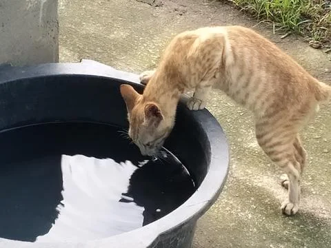 Homeless cat Stock-Fotos