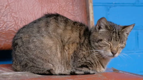Homeless cat relaxing on the bench 스톡 동영상 87697997
