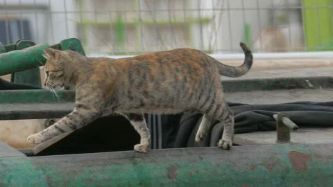 Homeless cat running over a garbage can Stock Footage 96012020