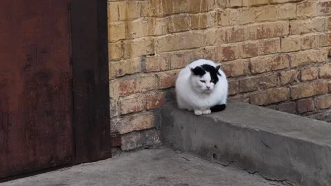 Homeless cat sits on the threshold of an old brick building. Stock Footage 231803171