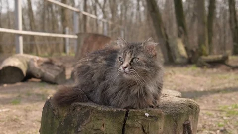 Homeless Cat on a stump outside, grey furry cat Stock Footage 127237996