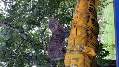 Homeless cat walks through a pipe against the background of a green tree Video stock 208807789