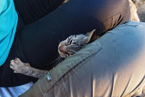 Homeless cat wants to be handled Stock Photos