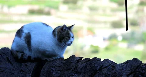 Homeless Cat In Winter Stock Footage 140095197