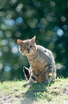 Homeless cat without a eye 写真素材