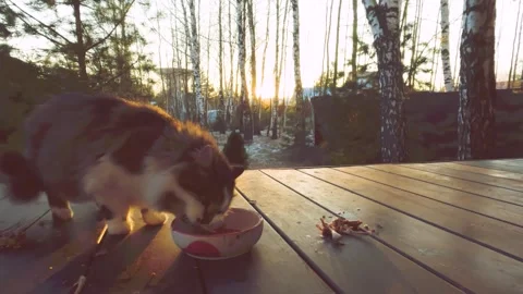 Homeless cats eat Stock Footage 256039462